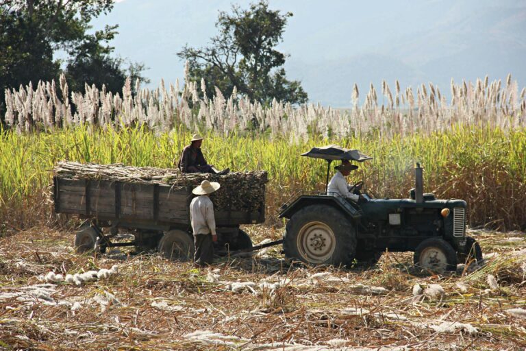 Farmers using a tractor to harvest sugarcane in rural Myanmar landscape.